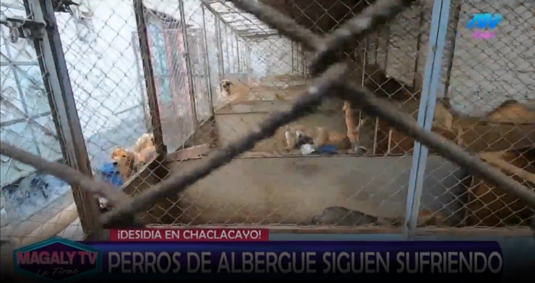 Animalistas responde a Alejandra Baigorria por denuncia contra albergue: “Ninguna de nosotras va a postular”. Captura: Magaly TV La Firme.