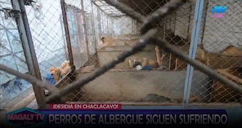 Animalistas responde a Alejandra Baigorria por denuncia contra albergue: “Ninguna de nosotras va a postular”. Captura: Magaly TV La Firme.