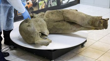 Descubren en Siberia un mamut