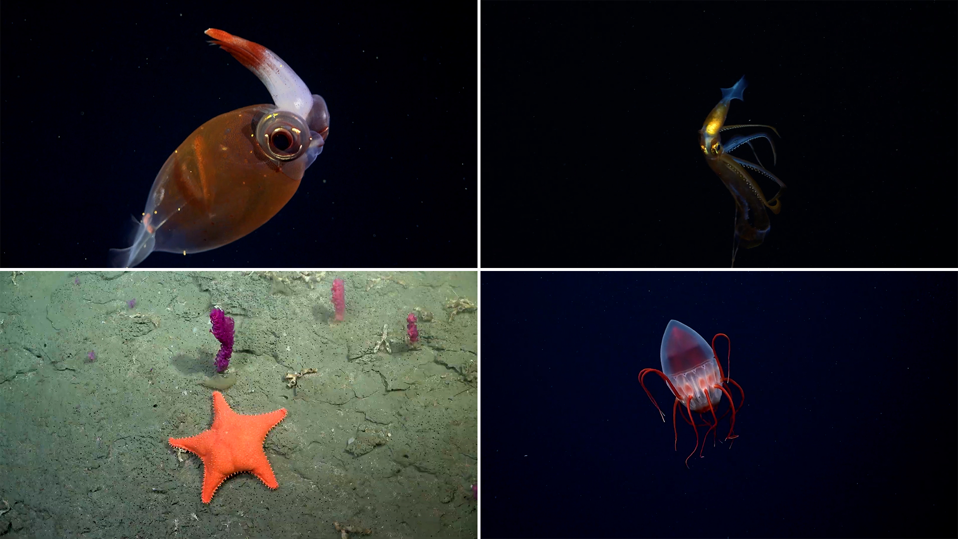 El stream del Conicet, nominado como mejor Transmisión Especial