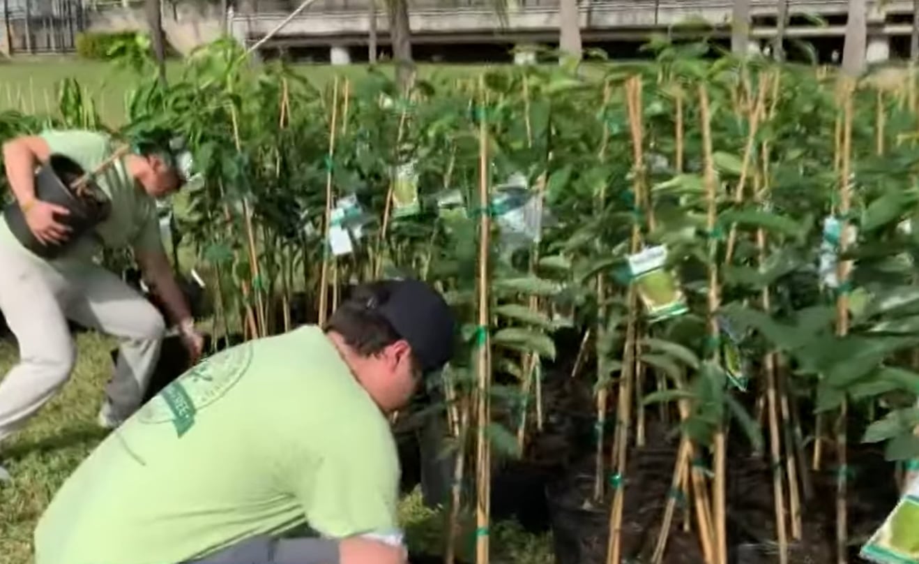 Adopt-a-Tree ofreció en Zoo Miami especies frutales, nativas y ornamentales como mango injertado, guanábana, jaboticaba y alcaparra jamaicana (CBS News)