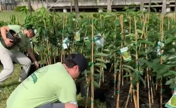 Dos personas con camisetas verdes manipulan filas de macetas con plantas sostenidas por tutores de bambú