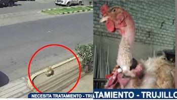 Imagen dividida con una toma de seguridad de una calle y una foto de una gallina carioca con un collar