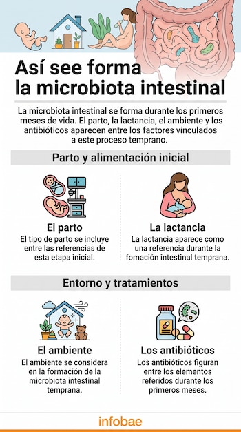 Infografía con ilustraciones de un bebé, una mujer amamantando, un intestino, bacterias y medicamentos, con la palabra Infobae en la base.