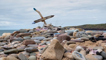 Dobby Freshwater West