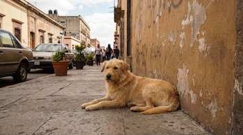 Um cão mestiço amarelo com orelhas caídas está sentado na calçada de uma rua urbana mexicana, próximo a uma parede ocre com grafites e carros estacionados.