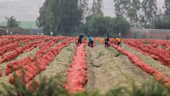 Sembradíos pudriéndose, campos vacíos y