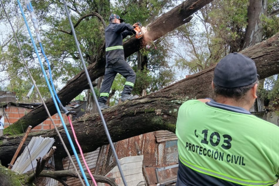Una habitante del sector denunció que el Distrito Municipal Oeste ignoró los reclamos para retirar el árbol durante siete años (Dirección General de Gestión de Riesgos y Protección Civil / Germán Carbajales)