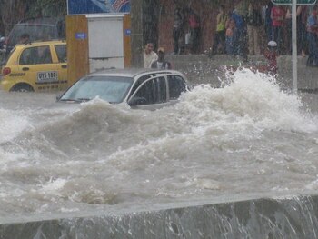 Recomendaciones incluyen la poda de