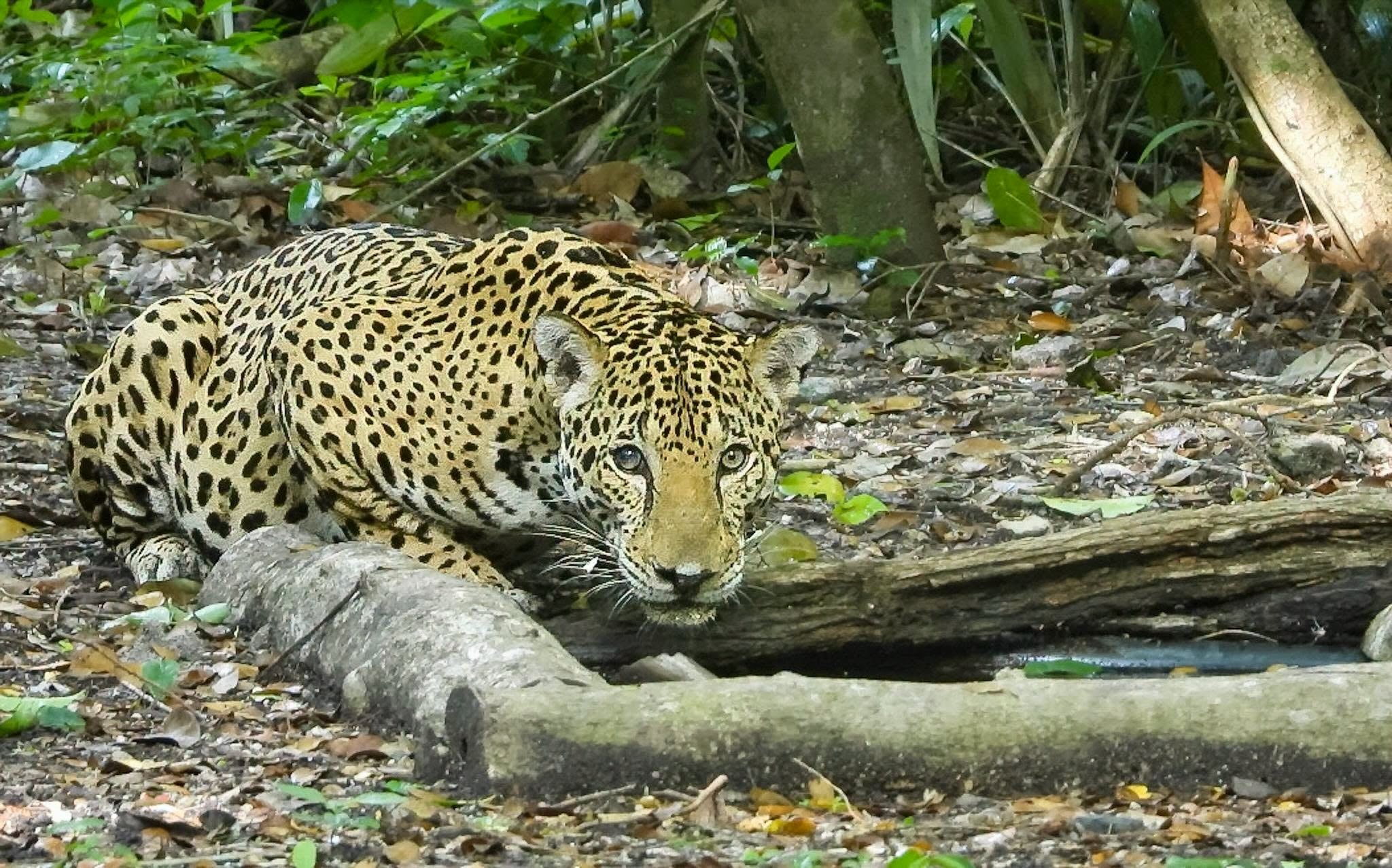 Un jaguar silvestre de pelaje moteado camina de frente sobre un sendero de tierra cubierto de hojas secas en un entorno boscoso. (Francisco Asturias )