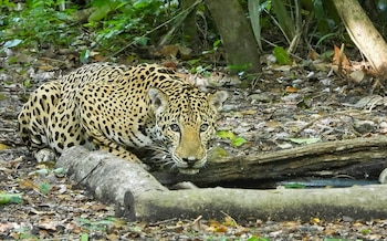 Un felino con manchas camina hacia el frente sobre un camino de tierra rodeado de vegetación y hojas secas