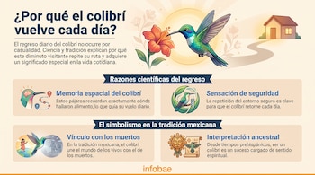 Infografía con un colibrí, una flor, una casa, un cerebro, un colibrí posado, personas, el Sol y texto explicativo sobre el colibrí.