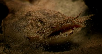 El ornate wobbegong vive en