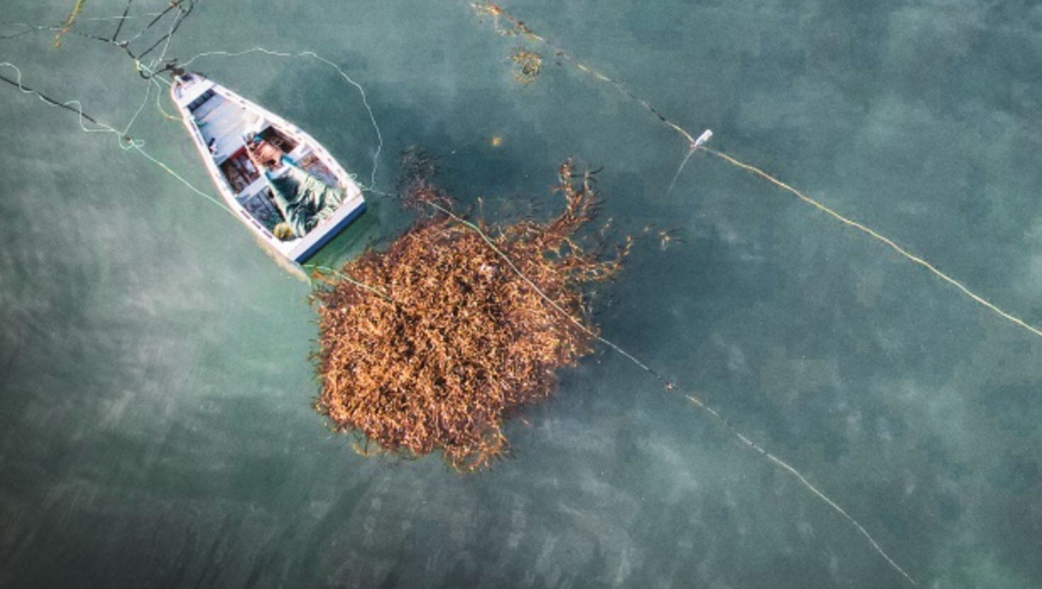 Las plantas artesanales de macroalgas disponen de hasta 24 meses para adecuarse a la categoría industrial según la nueva normativa. Crédito: CONVOCA