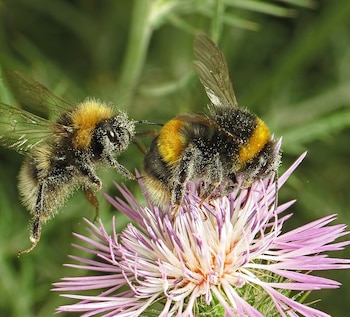 Bombus terrestris también es usado