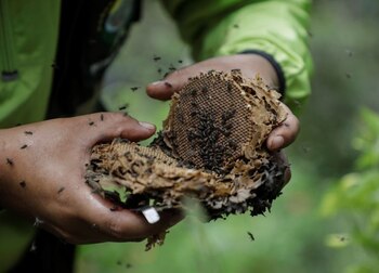 Cynthia Callizaya divide un panal de abejas nativas en el santuario de abejas Las Orquideas Ecoparque en Cotapata, Yungas. Bolivia. January 13, 2021. REUTERS/David Mercado