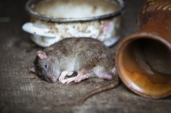 La pulga de las ratas fue la que transmitió la enfermedad que acabó con la vida del general (Foto: Archivo)