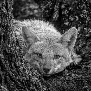 El zorrito que pareció esperarlo