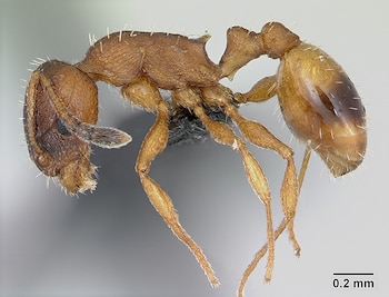 La perpetuación de la especie