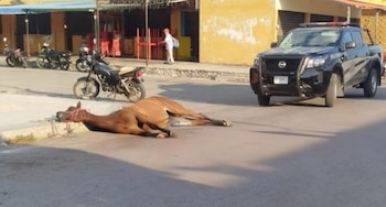La yegua fue bajada del