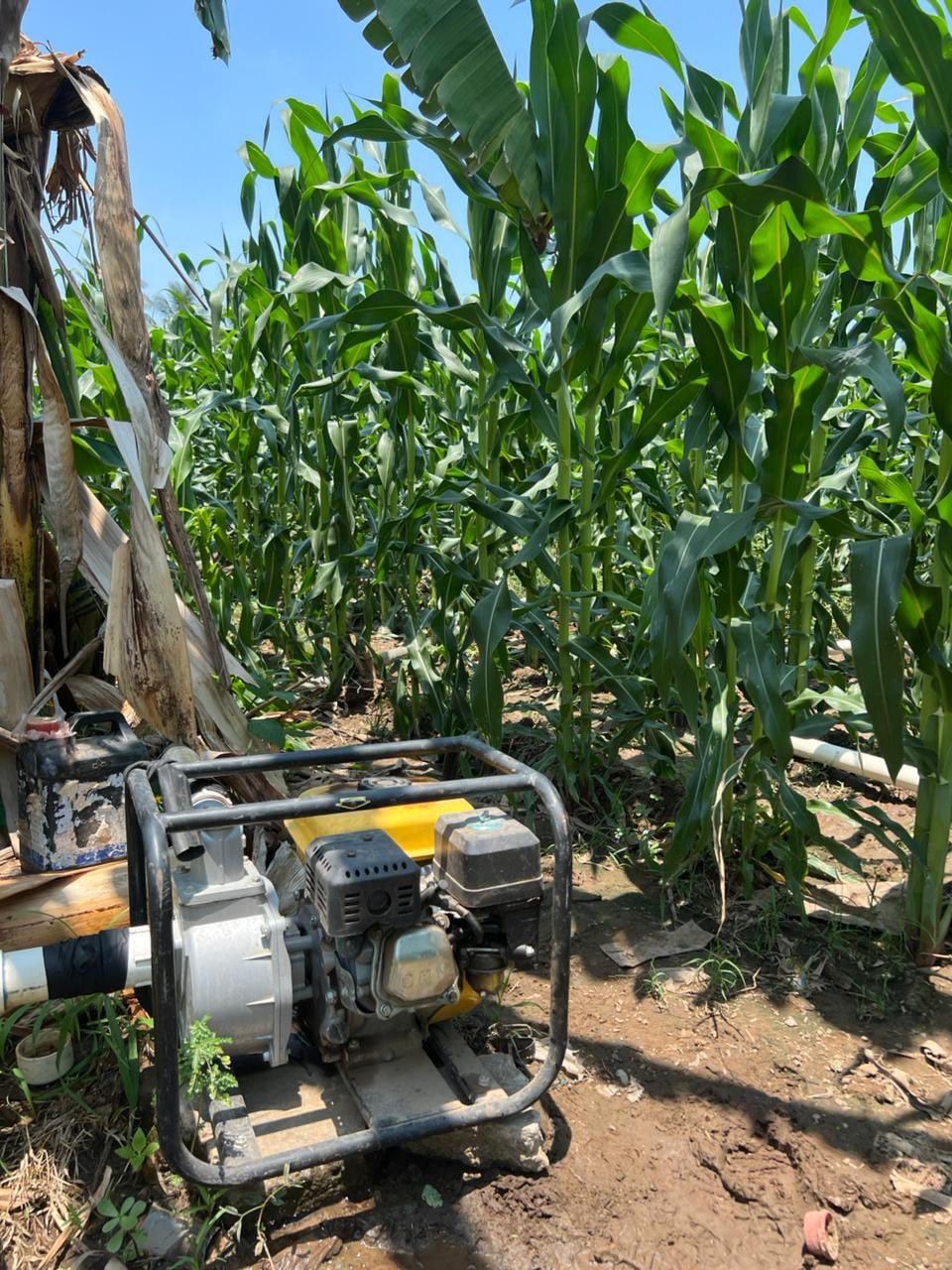 El acceso a insumos a bajo costo se garantiza por el Gobierno salvadoreño a través del programa AGROCENTA y biofertilizantes nacionales. (Cortesía: Viceministro Ad-Honorem del MAG Óscar Domínguez)