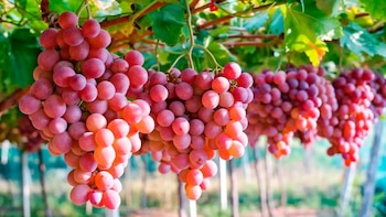 Agroexportaciones peruanas alcanzarían los USD 15.000 millones al cierre de 2026