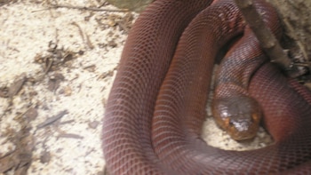 La toxina no penetra piel