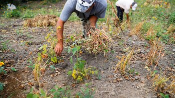 Un estudio advirtió que una