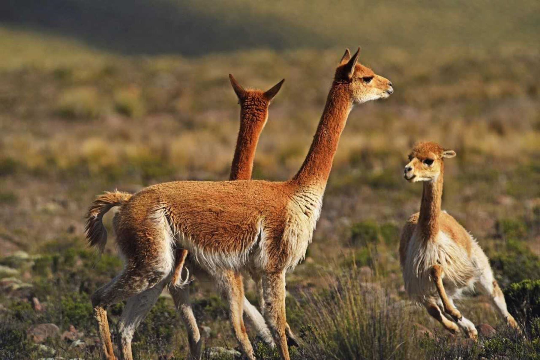 Los planes de manejo de vicuña abarcan 590.314 hectáreas destinadas a la conservación y al uso sostenible de la especie en áreas naturales protegidas. REUTERS/Temilade Adelaja