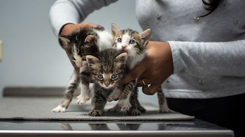 Manos de una persona sostienen a tres gatitos. Uno es blanco y atigrado, los otros dos son atigrados. Todos tienen ojos azules. Están sobre una mesa