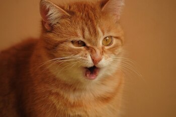 Cuando los felinos encuentran un