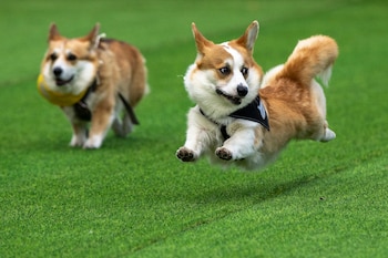 Varios corgis corriendo. (AP Foto/Mindaugas