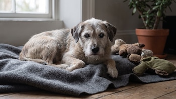 Los perros envejecidos podrían ser la clave para entender el Alzheimer humano, según un estudio