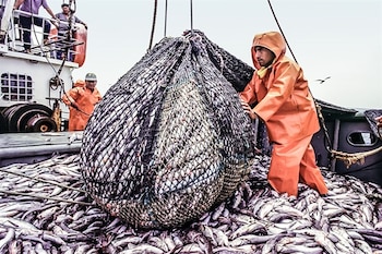 El sector pesca fue el