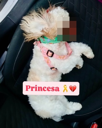 El animal quedó gravemente lesionado por lo que murió de inmediato - crédito @andreanimalidad / X