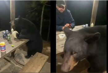 Un oso revisó pertenencias de