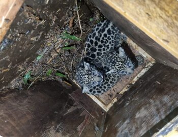 Cámaras trampa y patrullajes permiten