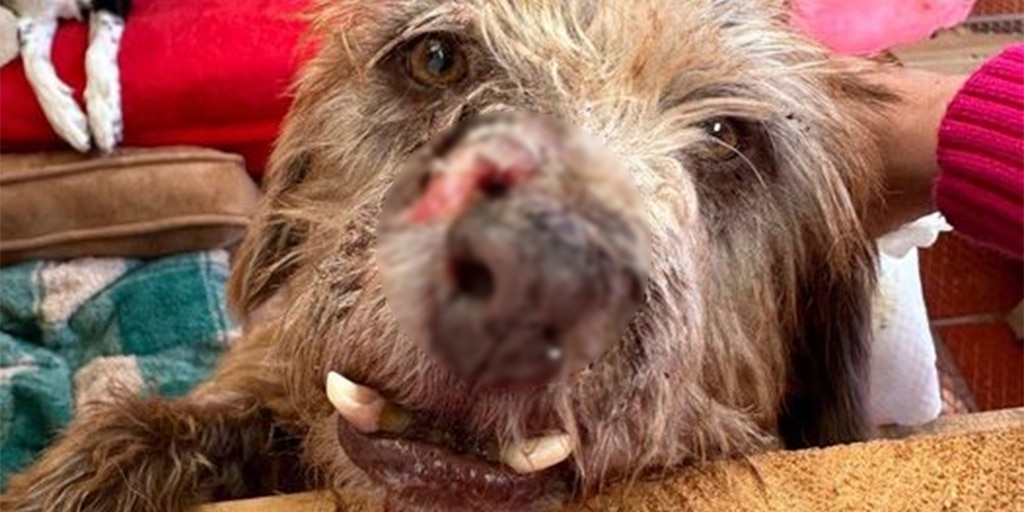 Salvador, el perro que “renació” tras ser encontrado moribundo y sin la mitad de su rostro - Infobae