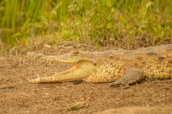 Los animales a veces solo reciben una ración diaria de alimento y, en ocasiones, han llegado a comerse entre ellos debido a la escasez - crédito Cormacarena