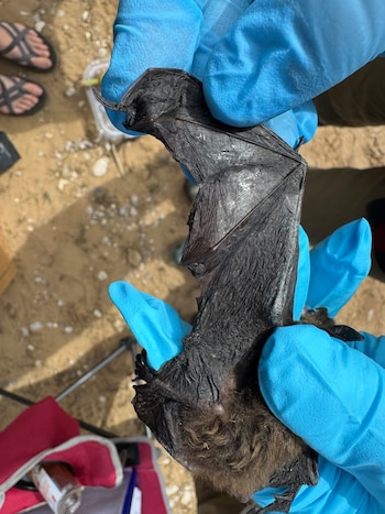 Dos manos con guantes azules sostienen un murciélago de pelaje oscuro y alas membranosas. Se observan pies con sandalias y una silla roja en el fondo