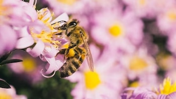 El oxígeno limita la capacidad de los insectos para escapar del cambio climático en zonas de montaña