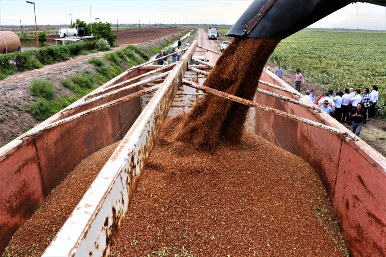 En Córdoba, la cosecha de sorgo, se encuentra próxima a finalizar, con rendimientos que mejoraron respecto del ciclo anterior y se ubicaron cerca del promedio histórico (Revista Chacra)