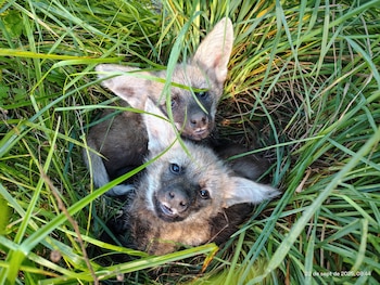 Kuarahy y Jasy fueron hallados huérfanos en Corrientes cuando tenían 45 días de vida y pesaban 1,2 kilogramos