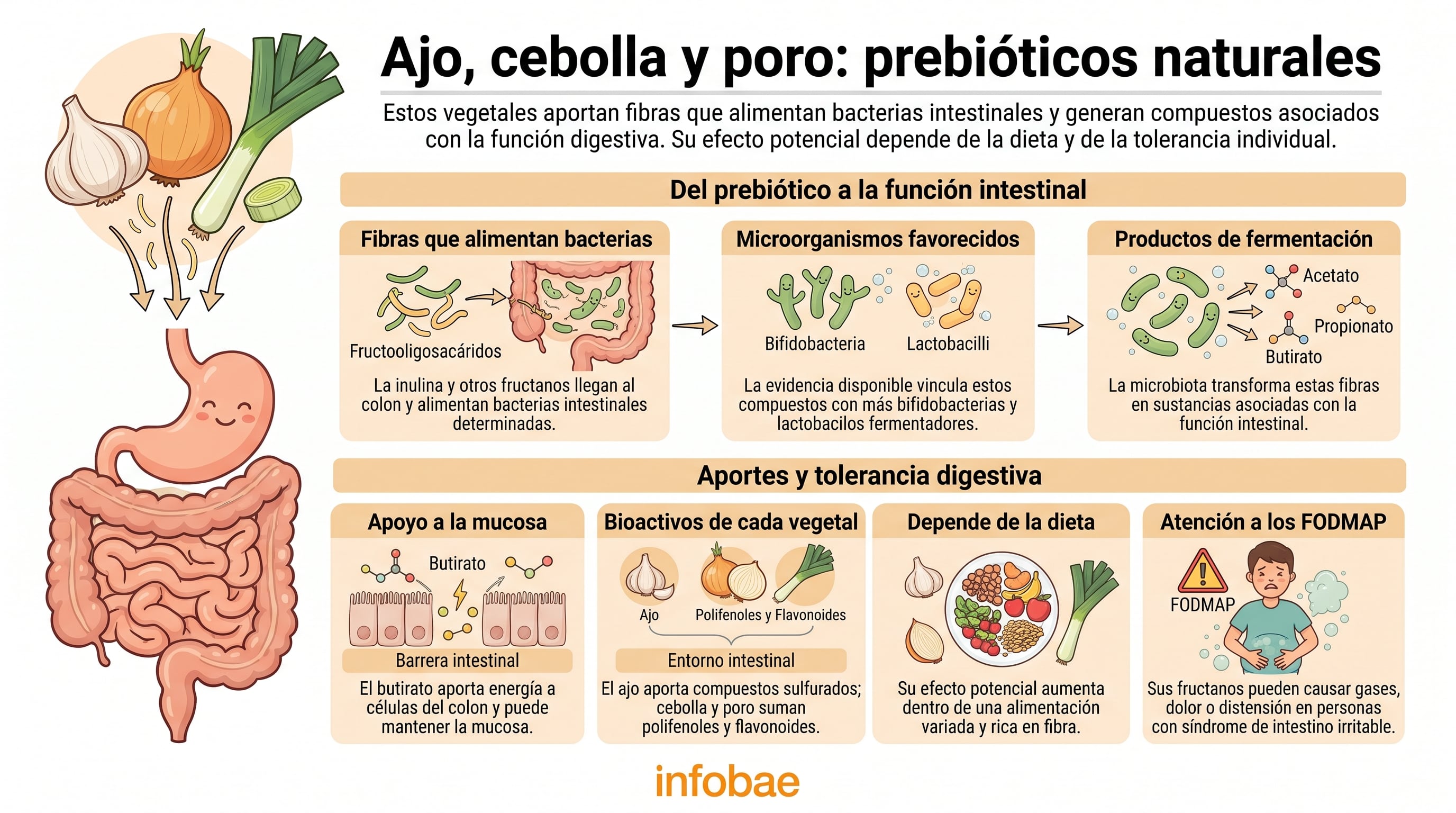 El ajo, la cebolla y el poro aportan fibras que alimentan a la microbiota intestinal y generan compuestos favorables para la digestión. (Imagen Ilustrativa Infobae)