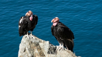 Un trabajo científico realizado con