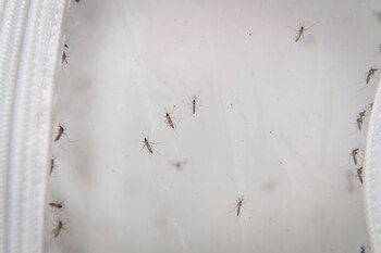 Ácido láctico, dióxido de carbono