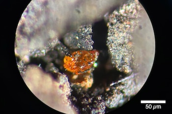 El ámbar antártico revela un