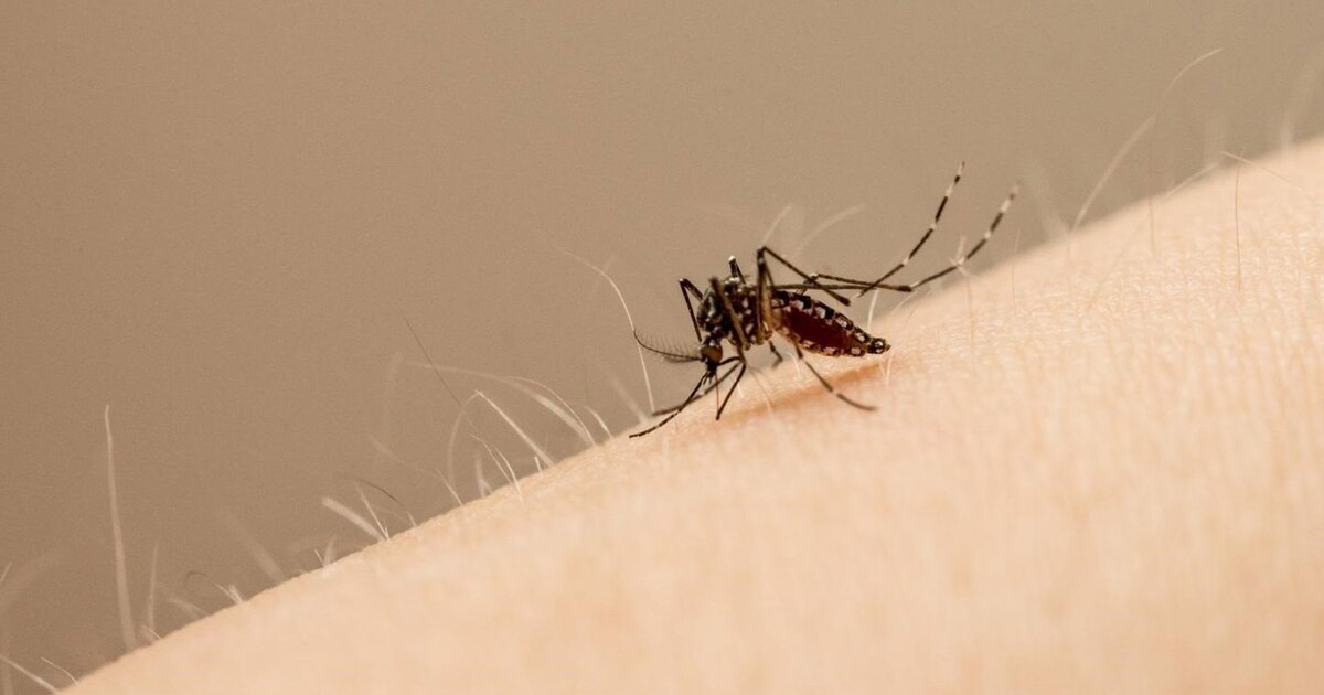 Alerta máxima por repunte de dengue en Colombia: 123.745 casos y 118 muertes en 2025