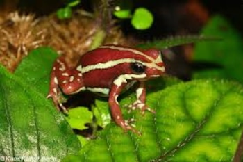 La rana Epipedobates anthonyi habita