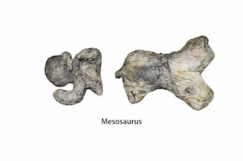 Dos huesos fósiles de Mesosaurus de color gris y beige se muestran sobre un fondo blanco.